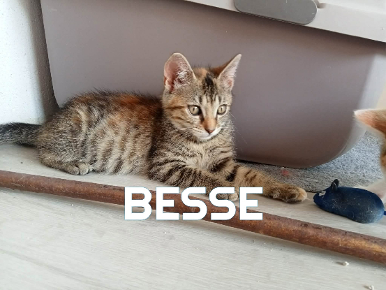 Adoption Fraterie de 4 : bresse