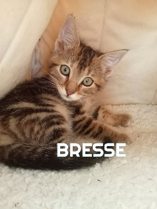 Adoption Fraterie de 4 : bresse