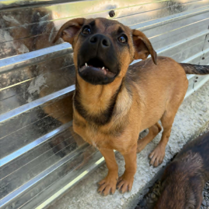 Adopter Serj
