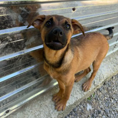 Adopter Serj