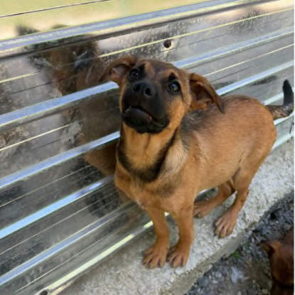 Adoption Serj