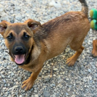 Adoption Serj