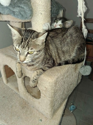Adopter Lucie