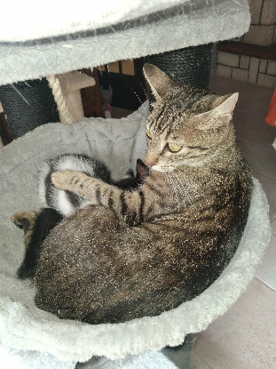 Adopter Lucie