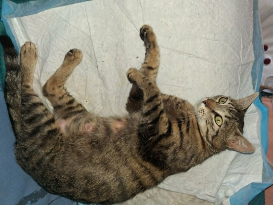 Adopter Lucie