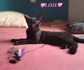 Lixie