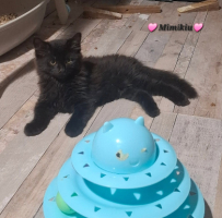 Adopter  chat : Mimiku