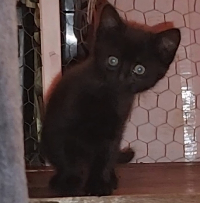 Adopter Kaki