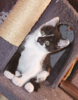 Adopter  chat : Myrtille