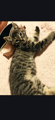 Adopter Mounette