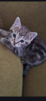 Adopter  chat : Poupette