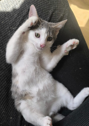 Adopter Tofu