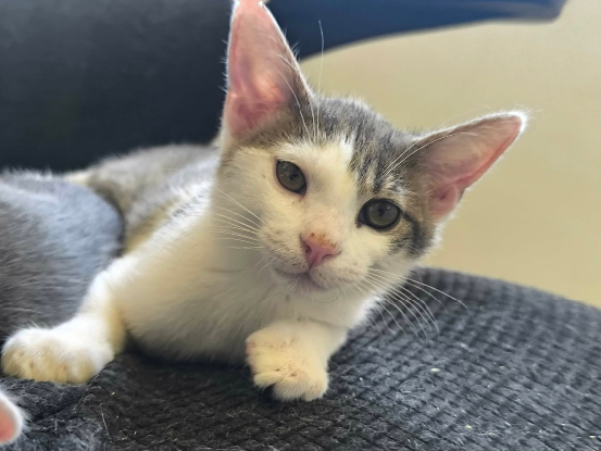 Adopter Tofu