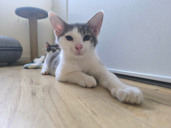Adoption Tofu