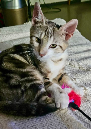 Adopter Arthus