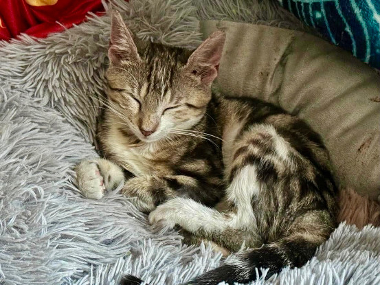 Adopter Arthus