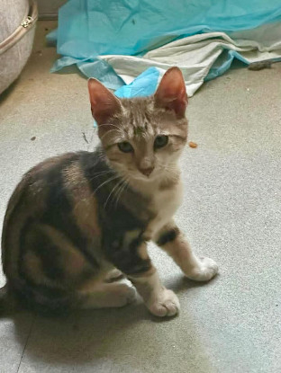 Adopter Arthus