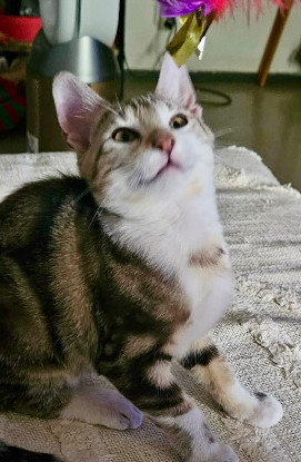Adoption Arthus