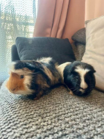 Adopter  NAC : Tom et michael