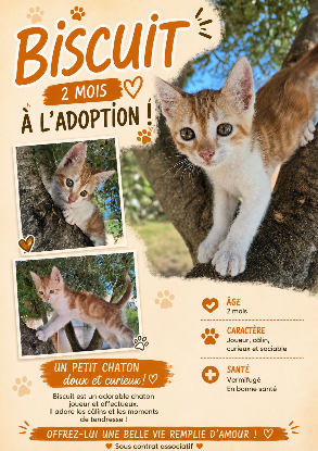 Adopter Biscuit