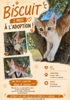 Adopter  chat : Biscuit