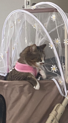 Adopter Avril