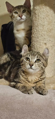 Adopter Arthus et ou bubbles