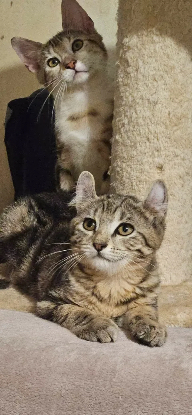 Adopter Arthus et ou bubbles