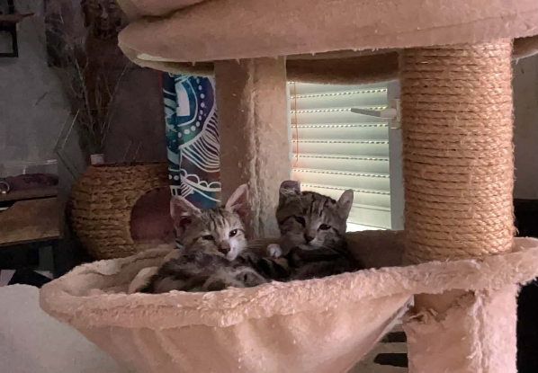 Adopter Arthus et ou bubbles