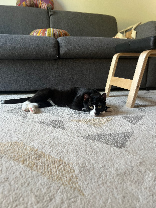 Adopter Miky