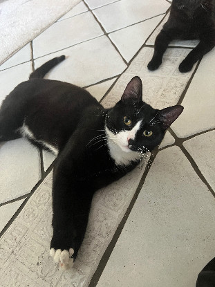 Adopter Miky