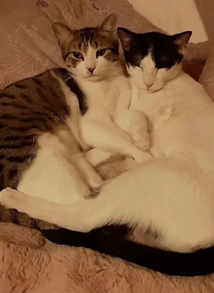 Adopter Leo et lea