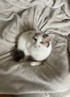 Adopter  chat : Bambi