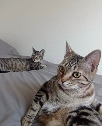 Adopter Freyja et athena