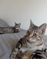 Adopter  chat : Freyja et athena