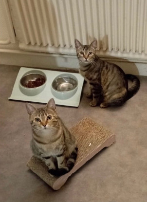 Adopter Freyja et athena