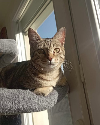 Adopter Freyja et athena