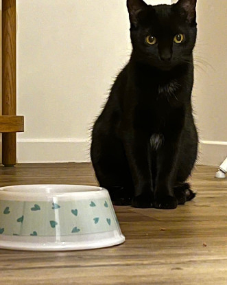 Adopter Lynette