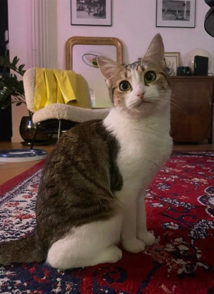 Adopter Laya