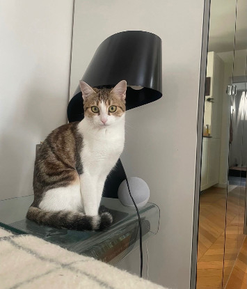 Adopter Laya