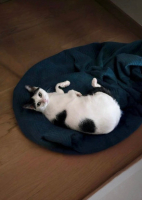 Adopter  chat : Daisy