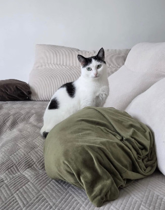 Adopter Daisy