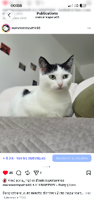 Adopter Daisy