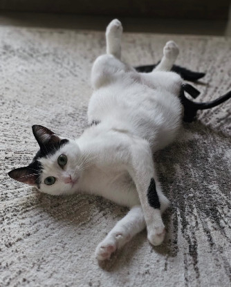 Adoption Daisy