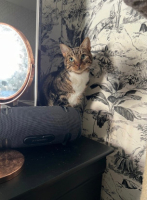 Adopter  chat : Millie