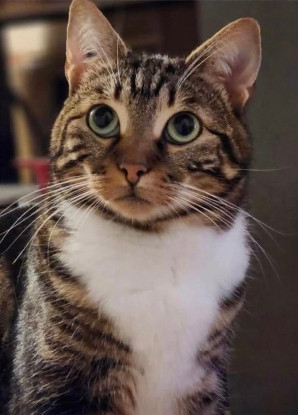 Adopter Millie