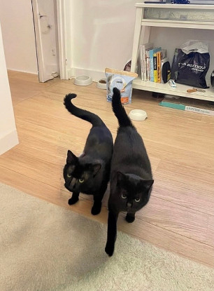 Adopter Hermione et hercule