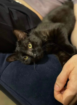 Adopter Hermione et hercule