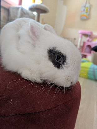 Adopter Zappa