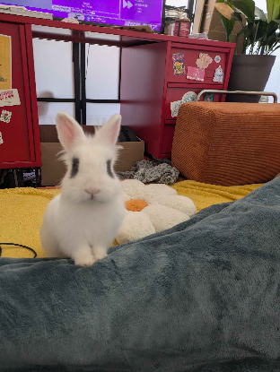 Adopter Zappa